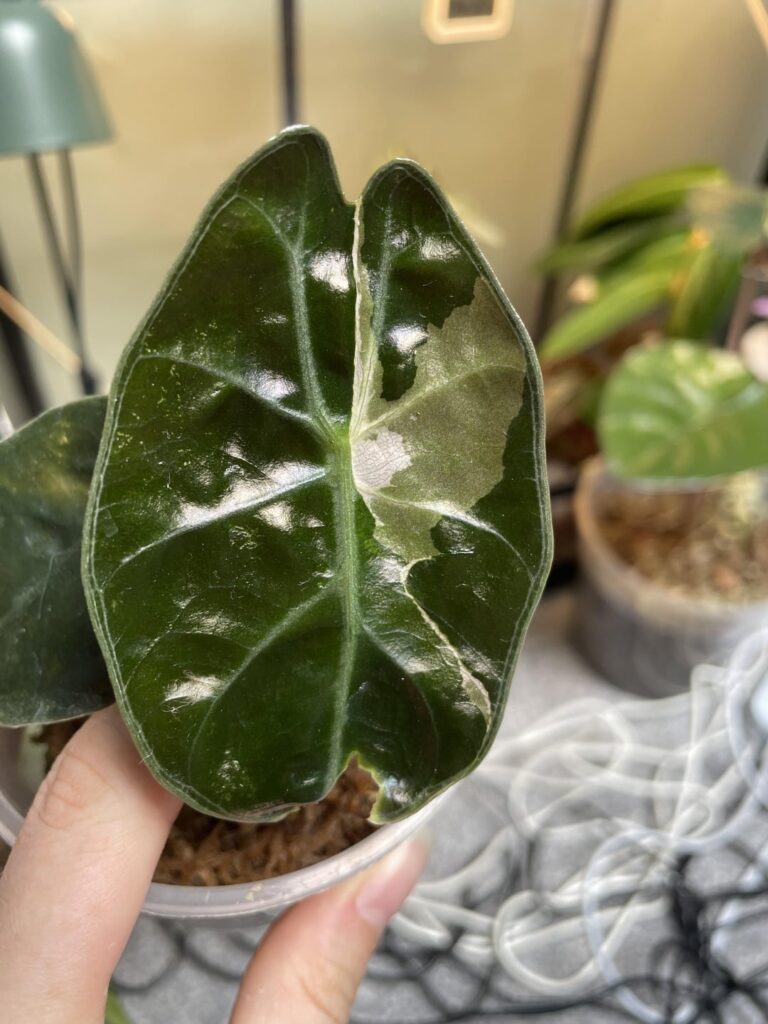 Alocasia red petiole pink variegation?