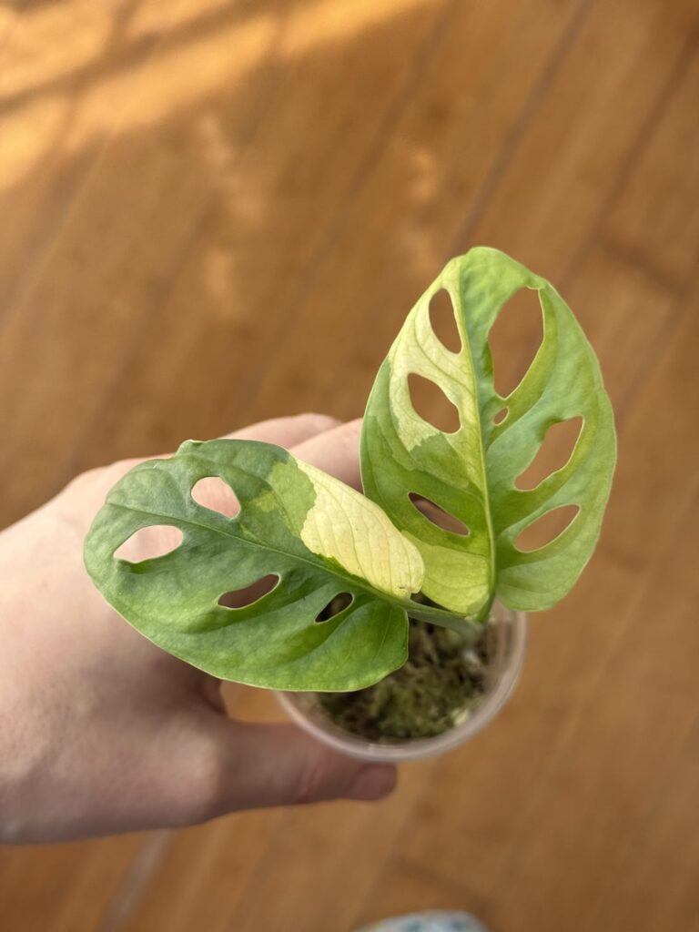 Just sharing her new leaf 🌱