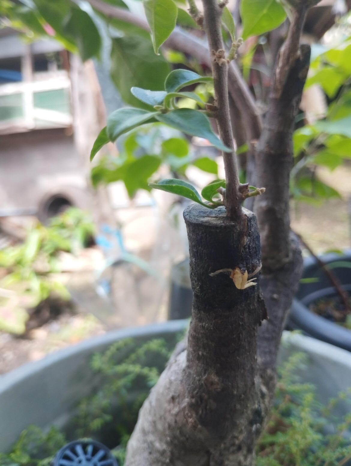 Its a successful graft but why is it rooted