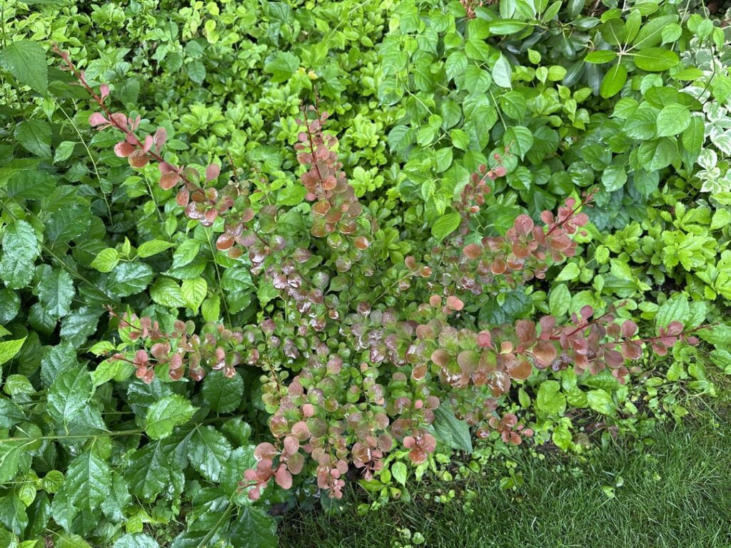 Plant Identification. Barberry?