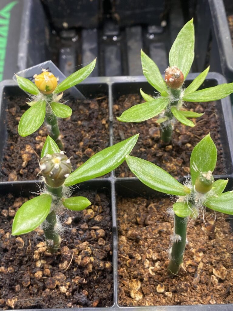 The amount of variation between seedlings is so cool.