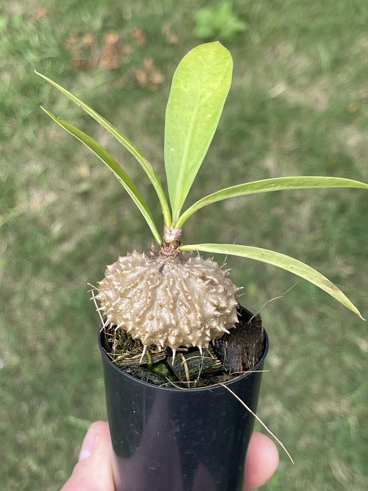 Myrmecodia becarri seedling