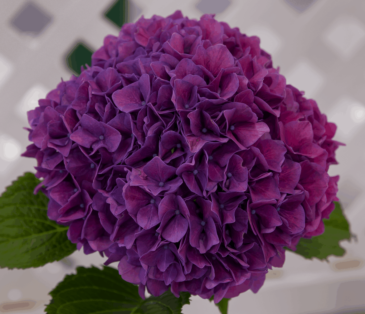 Unusual colored hydrangea at our local garden club / exhibition🥰 [OC]