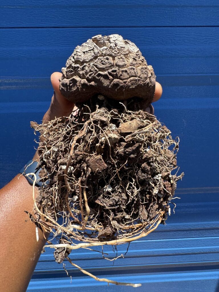 Dioscorea elephantipes