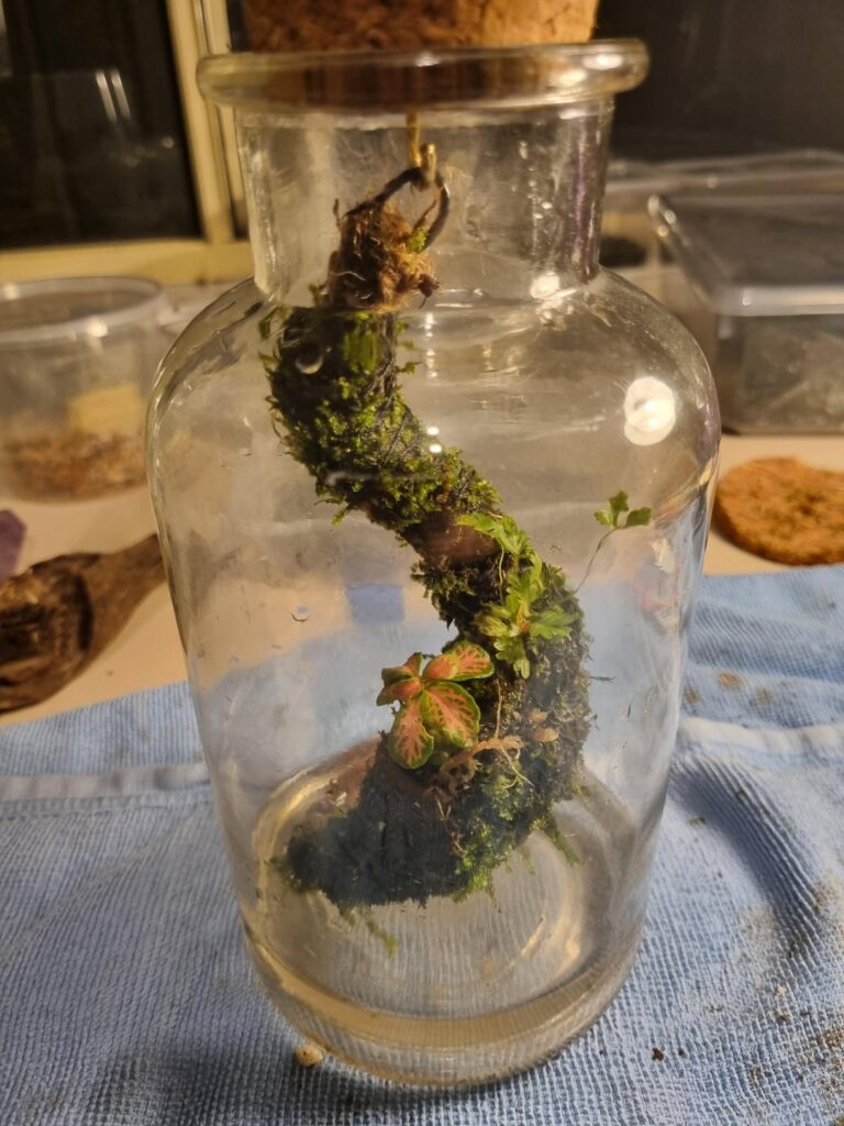 Check out my first suspended moss creations