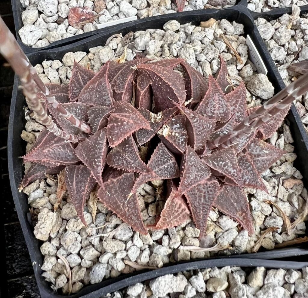 Bev’s Wonder and hybrids, part 2