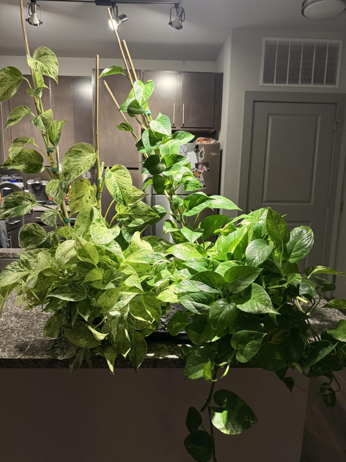 Watering days take forever…