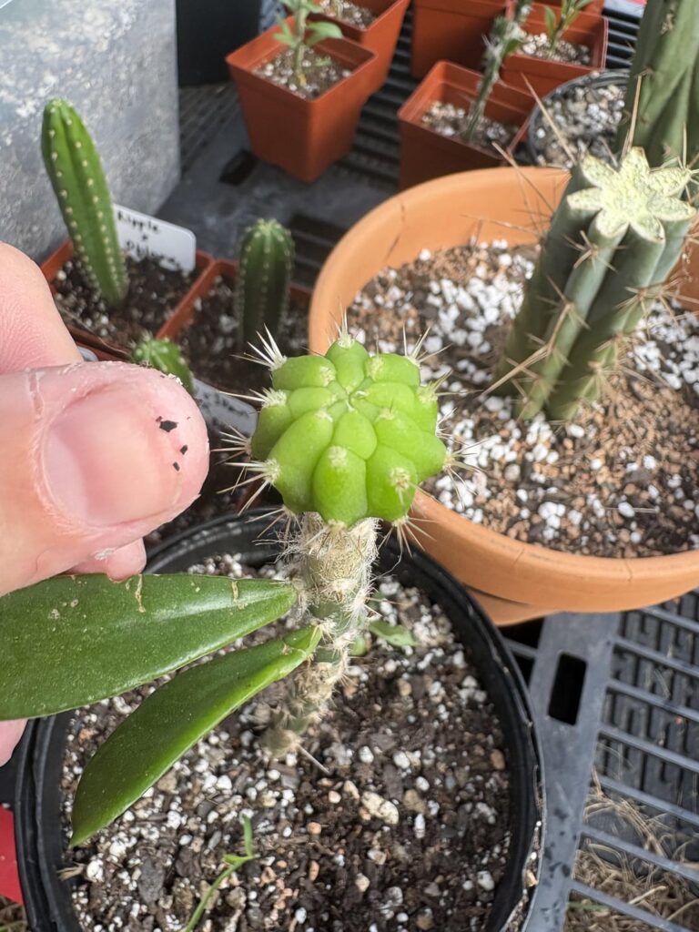 Icaros Seedling on Pereskiopsis - Day 30