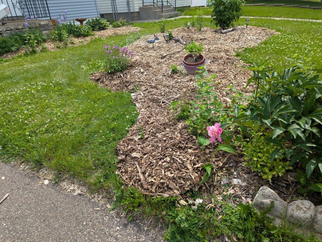 Third season of lawn.