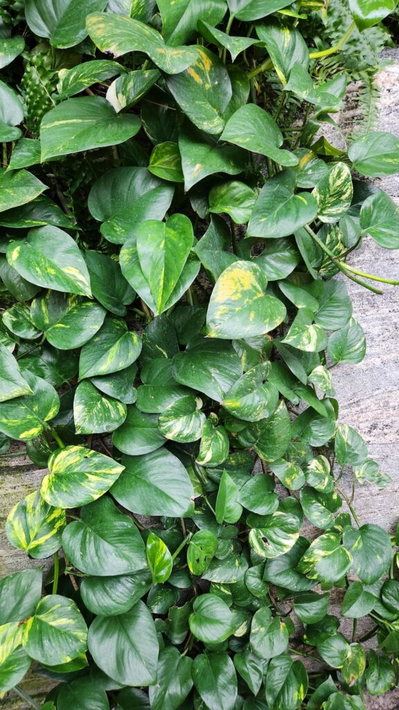 Look at these pothos at the butterfly conservatory!
