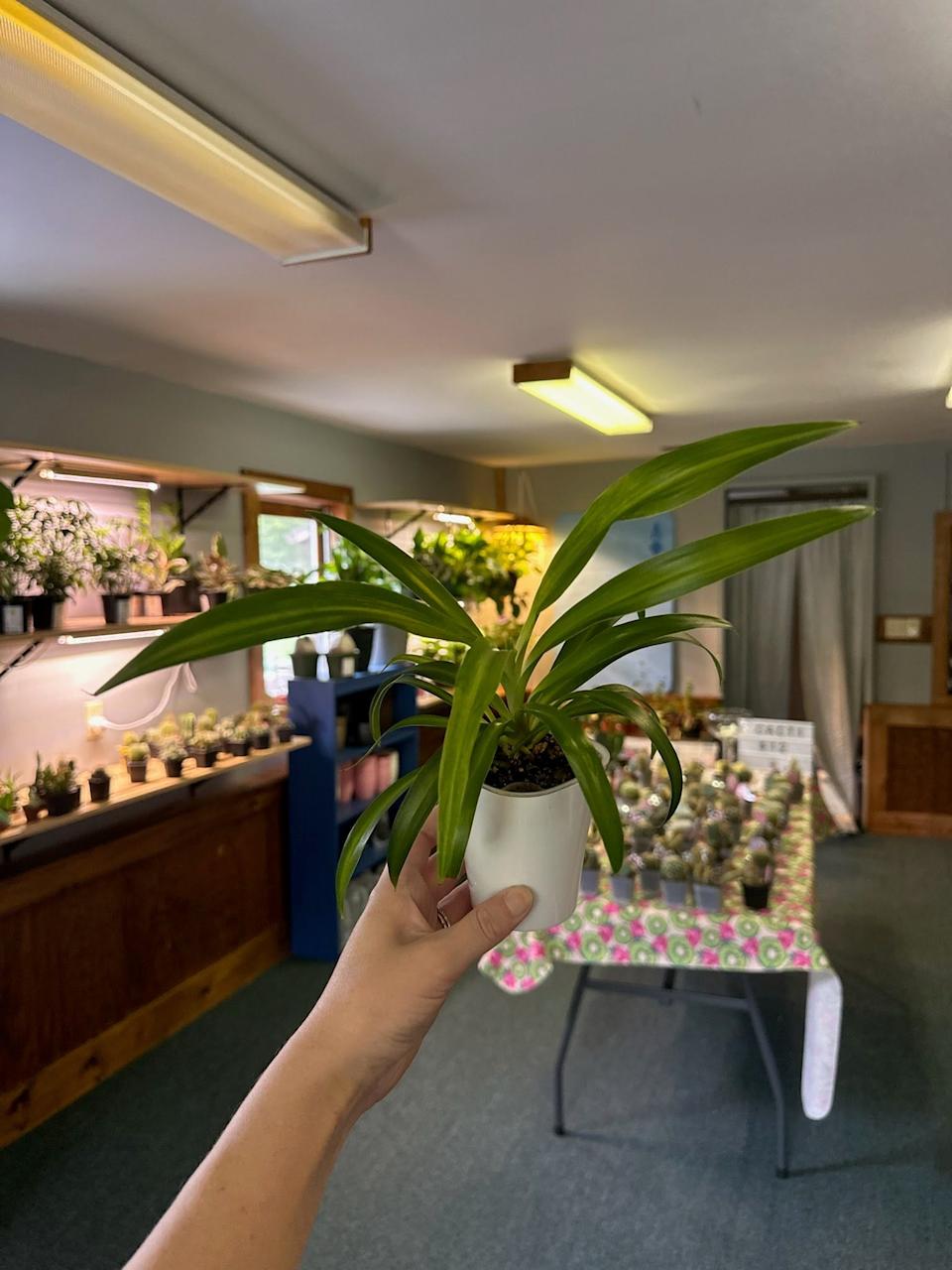 Spider plant.