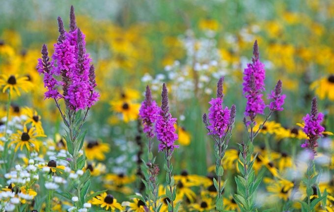 Purple Loosestrife