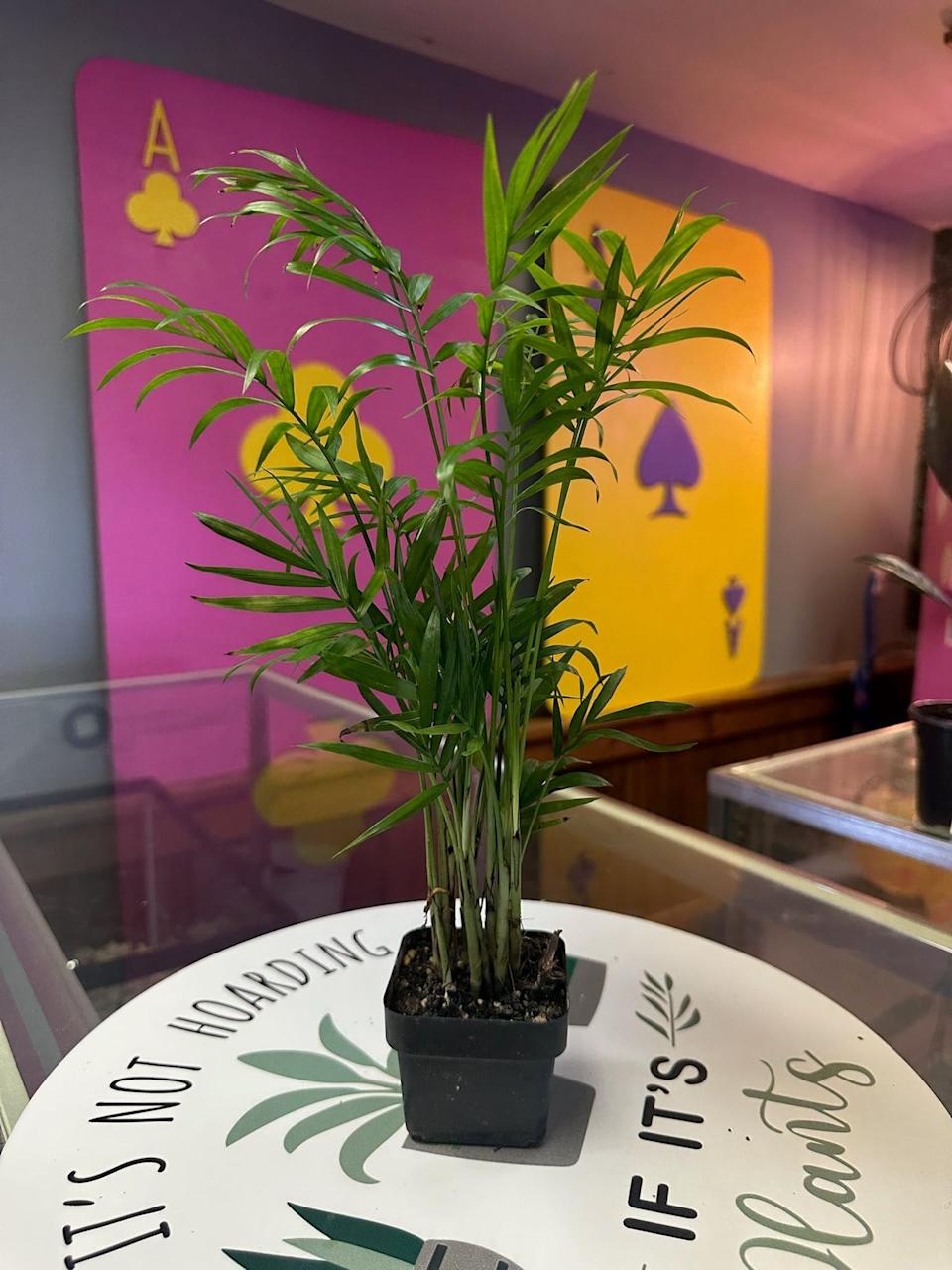Parlor Palm.