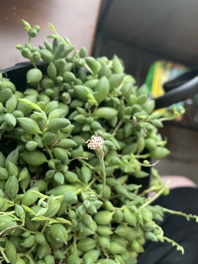 My string of raindrops has its first bloom!