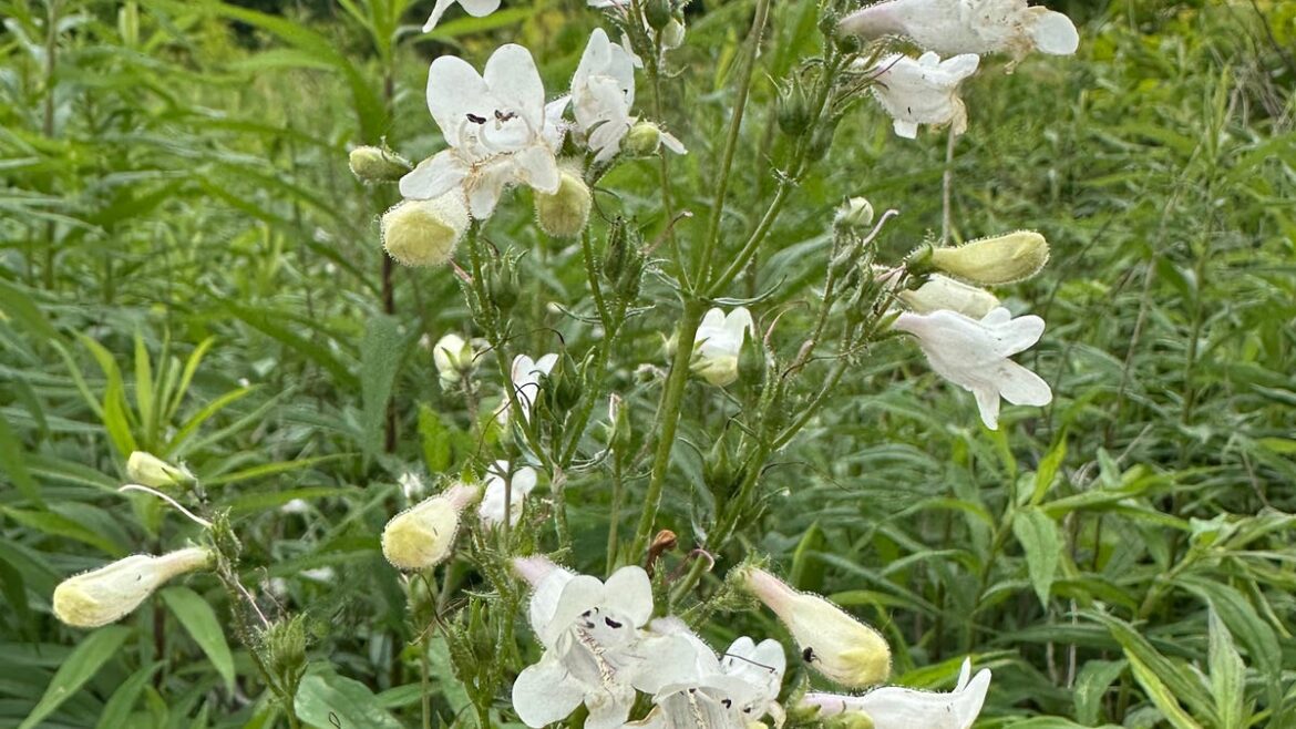 Foxglove beardtongue is native in Ohio