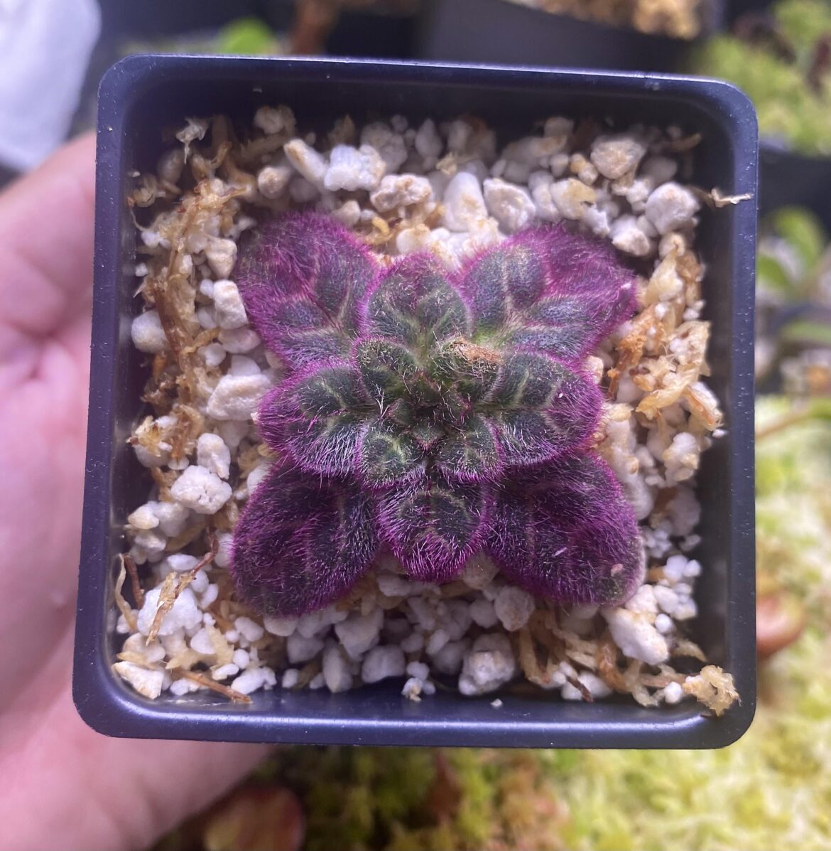 A Gemstone