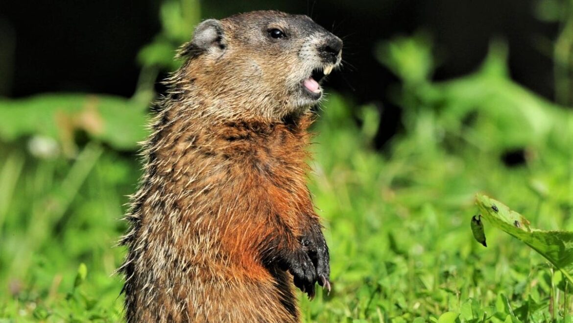 MassWildlife offers tips to protect your garden from various critters MassWildlife offers tips to protect your garden from various critters