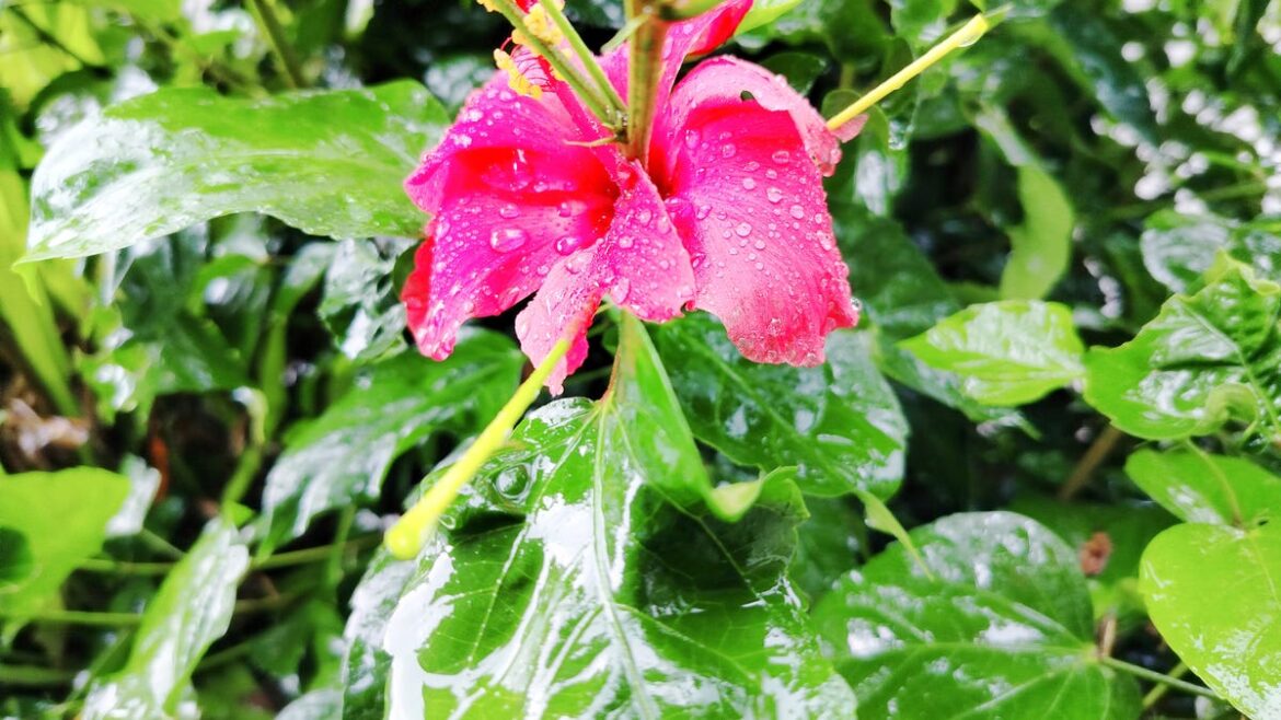 Wet weather work– Stay on guard with your yard Wet weather work– Stay on guard with your yard