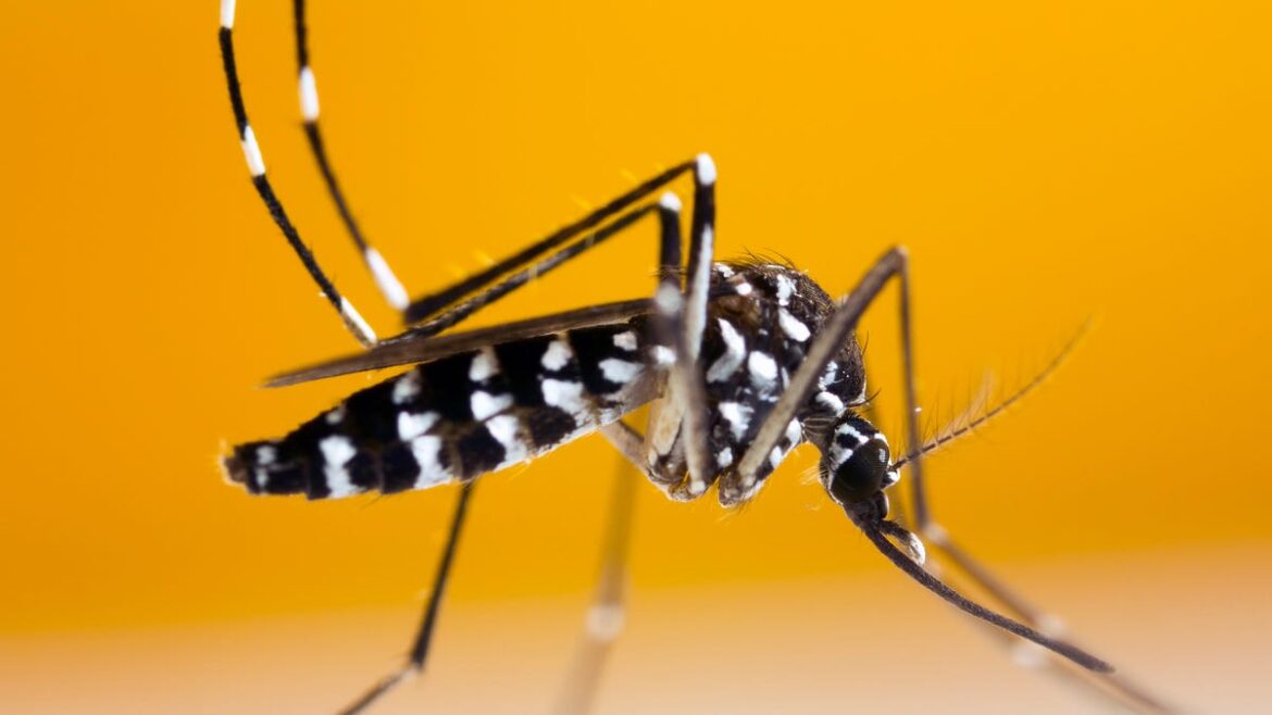 Mosquitoes – World’s deadliest animal?