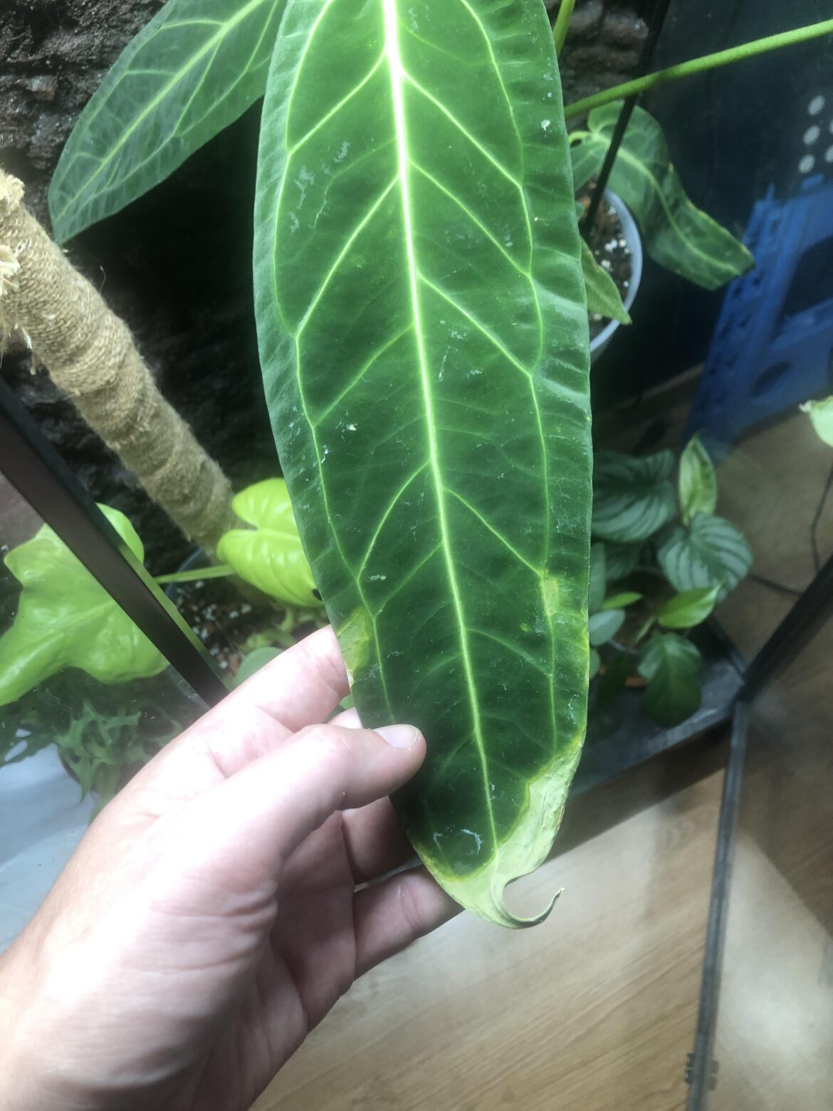 Any idea about what is happening ? I’m new to anthuriums and added it to my greenhouse last week. Humidity 61%. Thanks :)