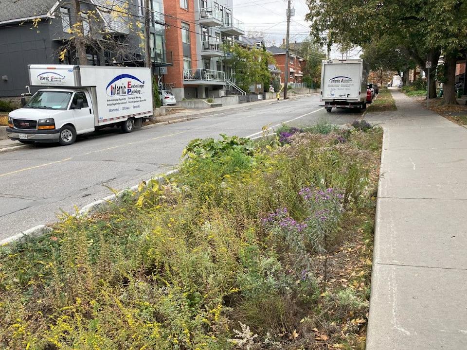  Late fall in a rain garden on Sunnyside built by the City of Ottawa long before the new ROW bylaws came into effect.