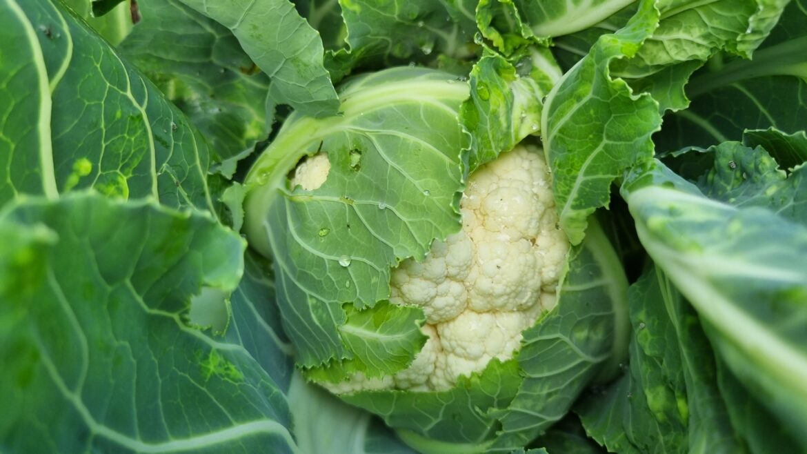 Another first ever cauliflower.