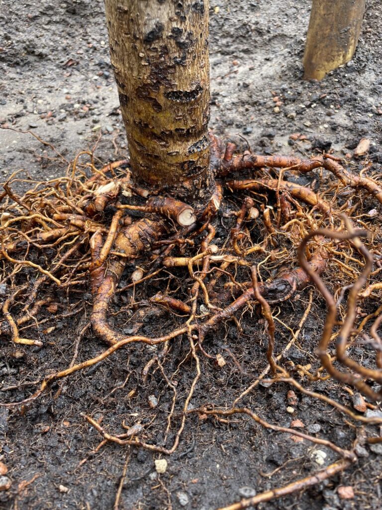 Update: Root System Straight from Hell – Girdling Nightmare Uncovered