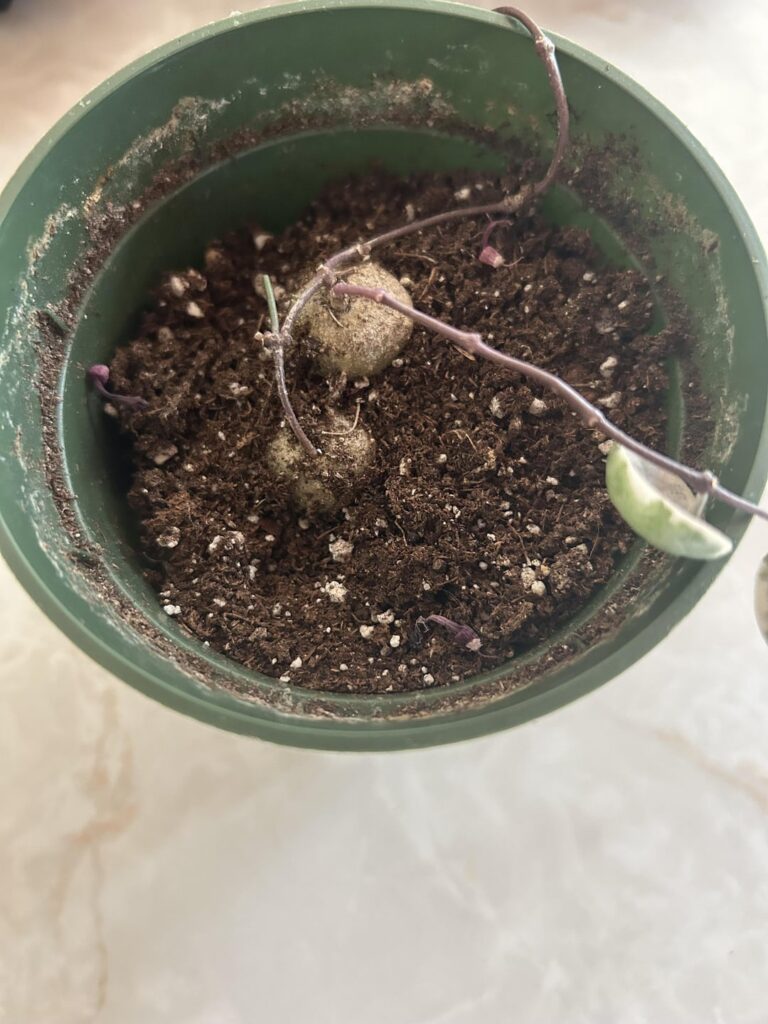 How is she doing