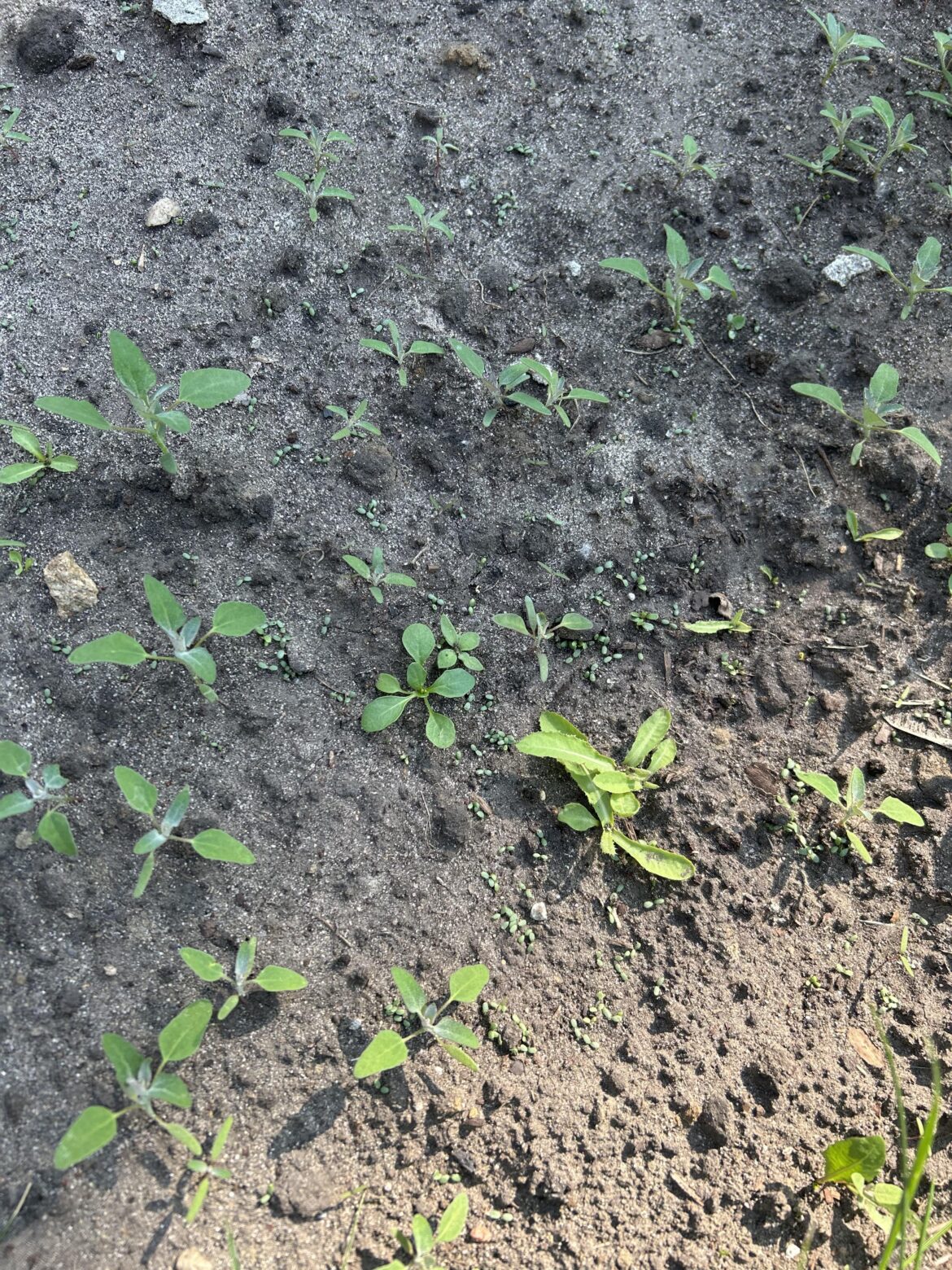Want to weed clover patch