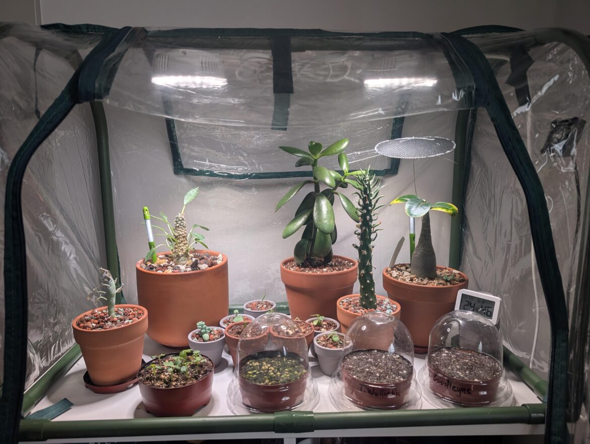 Small collection: Dorstenia, Adenium, and some random cuttings and seedlings.