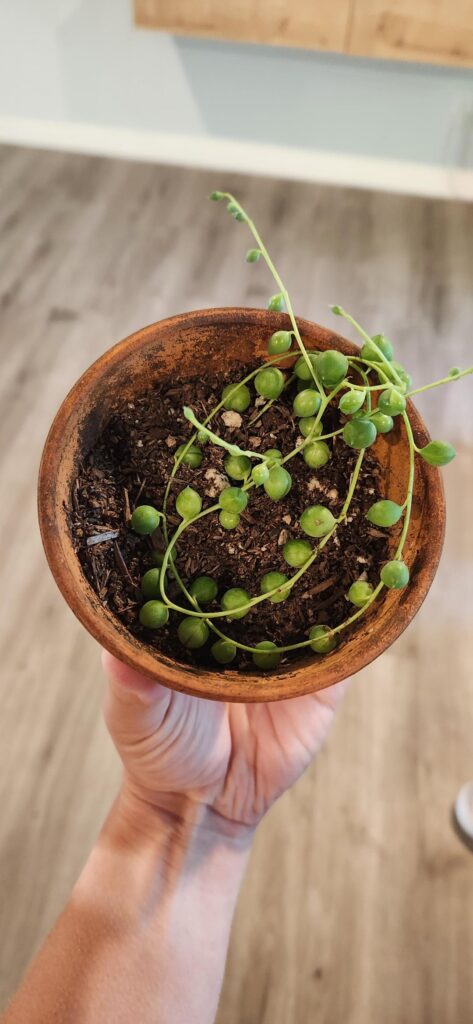 Baby String of Pearls!