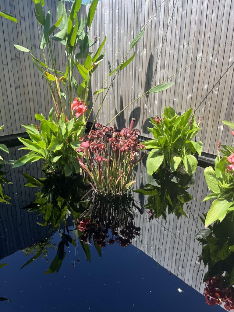 Pleasantly surprised by some carnivorous friends at the Chicago Botanic Garden!