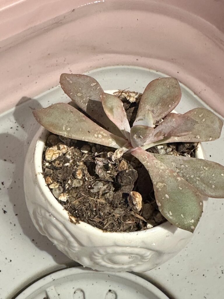 Help! What’s wrong with my graptoveria?