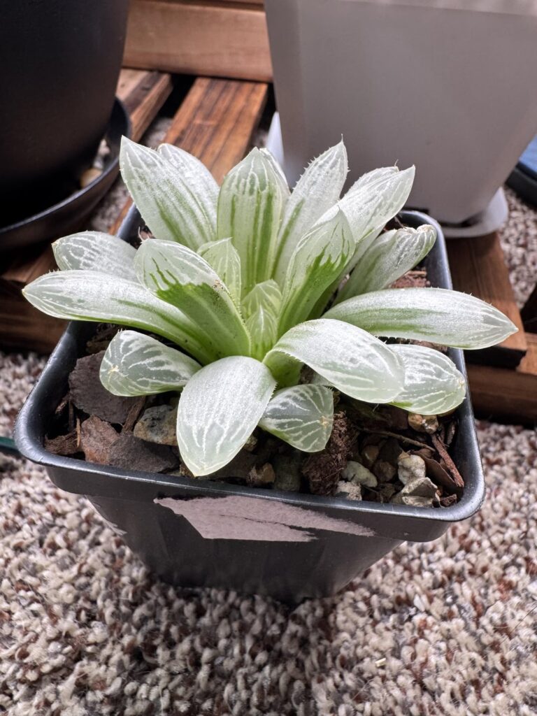 Haworthia White Cooperi Variegata Haworthia White Cooperi Variegata