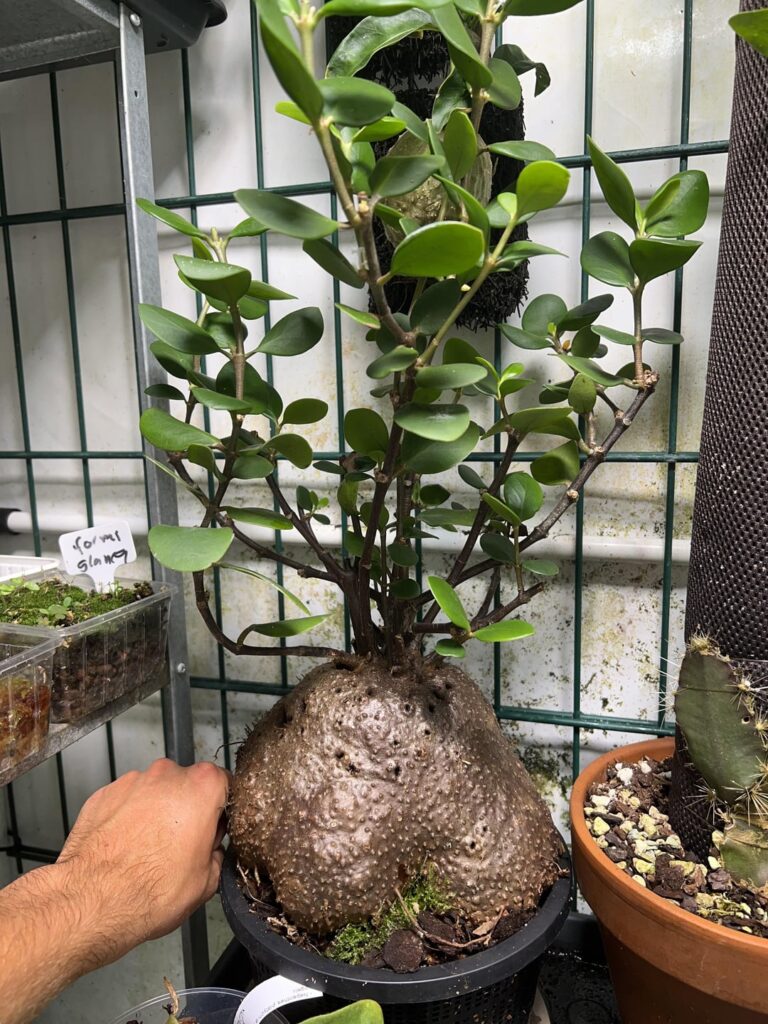 Some of my antplants