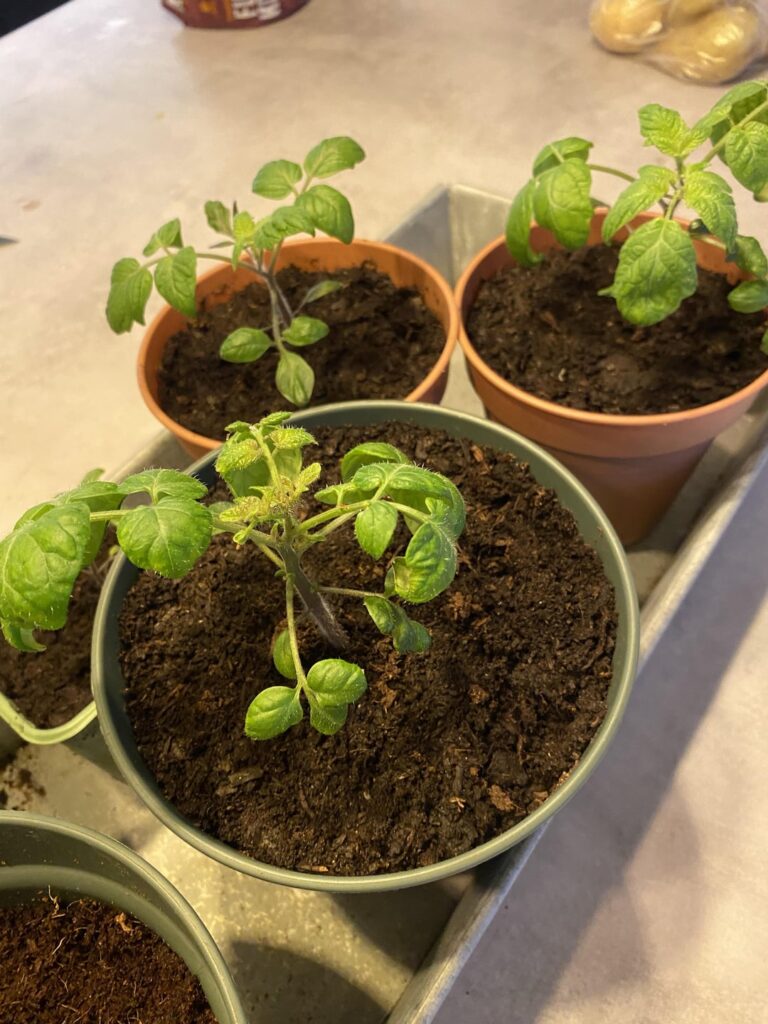 Need help with tomatoes