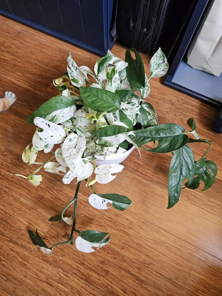 ID & Tips?