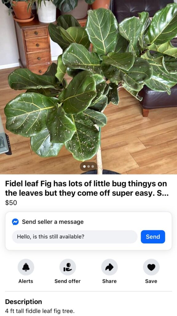 Facebook Marketplace find