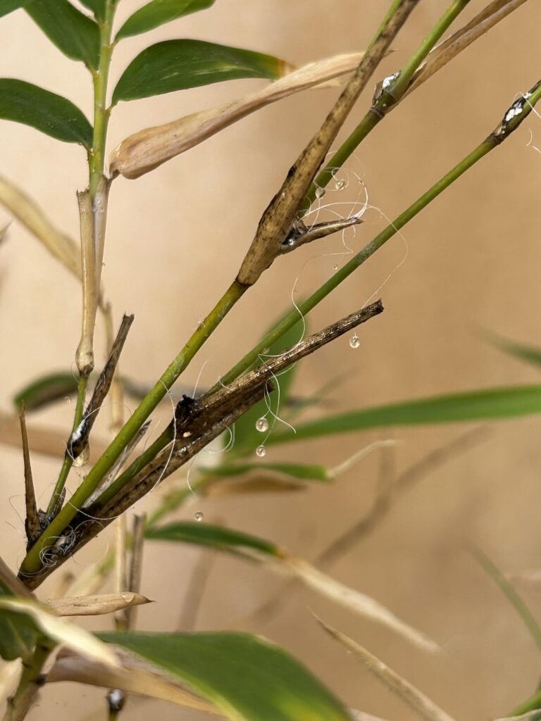 What is this?  White stuff and clear looking fluid on my golden bamboo