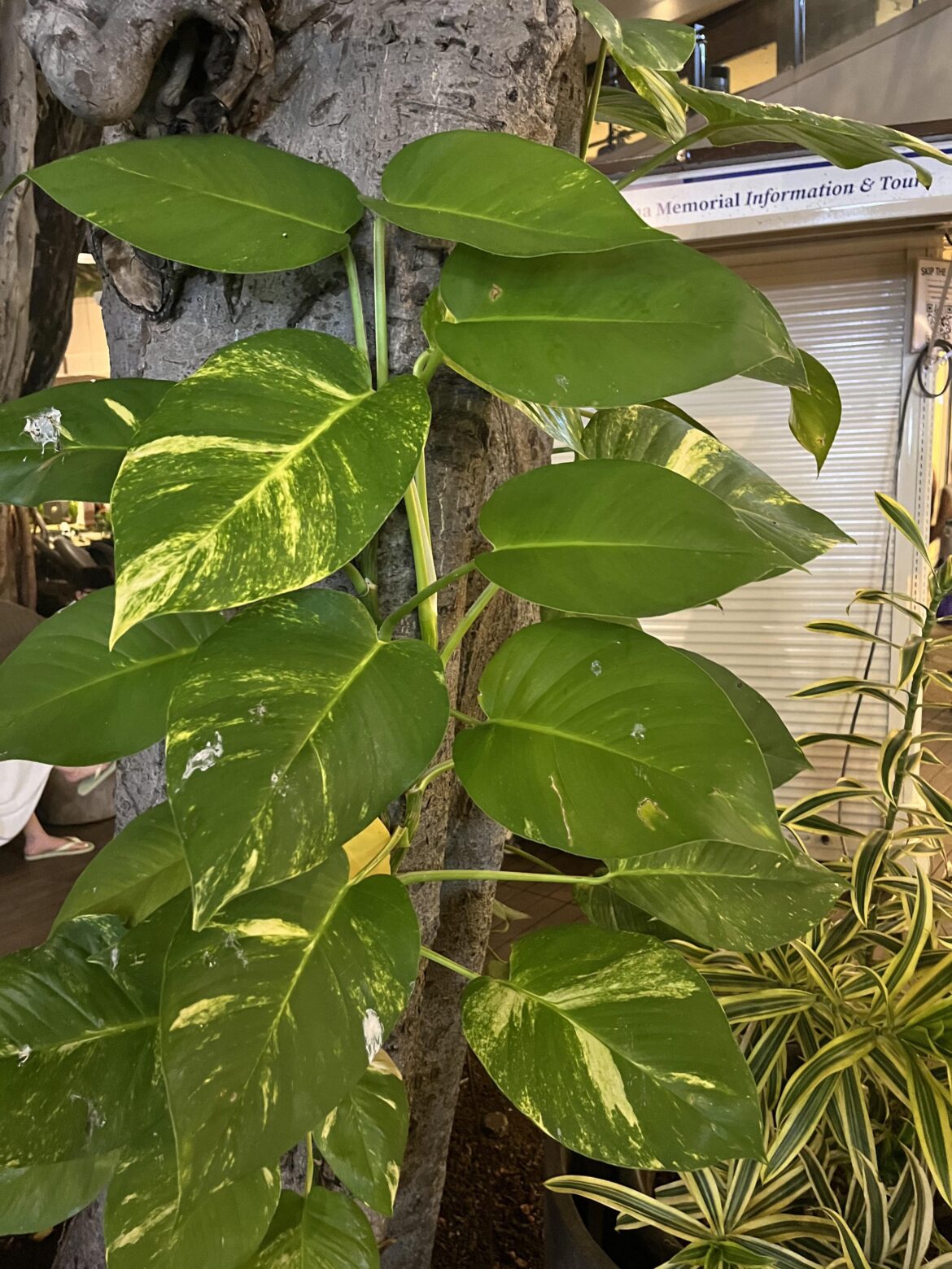 huge leaves!!