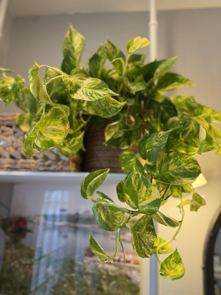 New Golden! 🥰