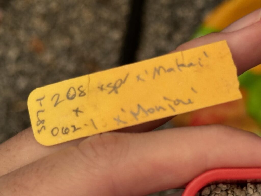 Complex hybrid ex Shanew00d