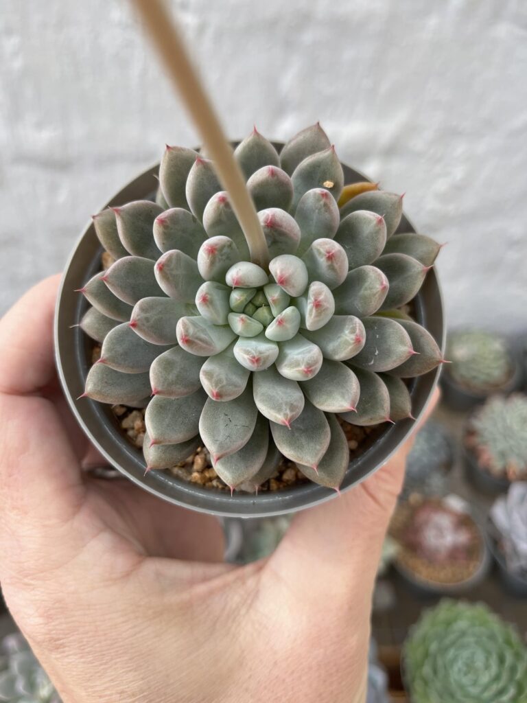 Echeveria ‘Anthony Quinn’