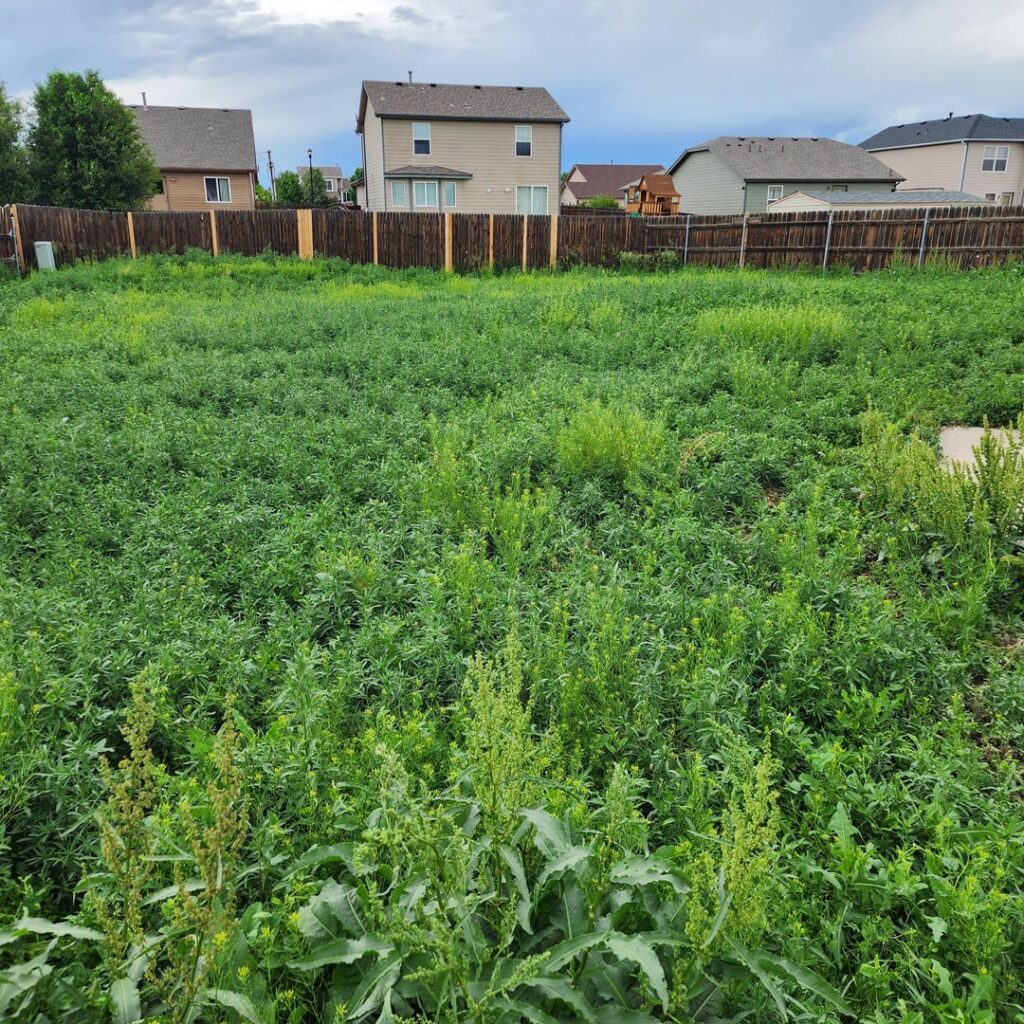 Lawn is all weeds Lawn is all weeds