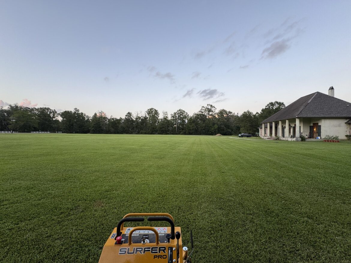 S. Louisiana. 3 years ago there were cattails growing in the poorly draining yard. S. Louisiana. 3 years ago there were cattails growing in the poorly draining yard.