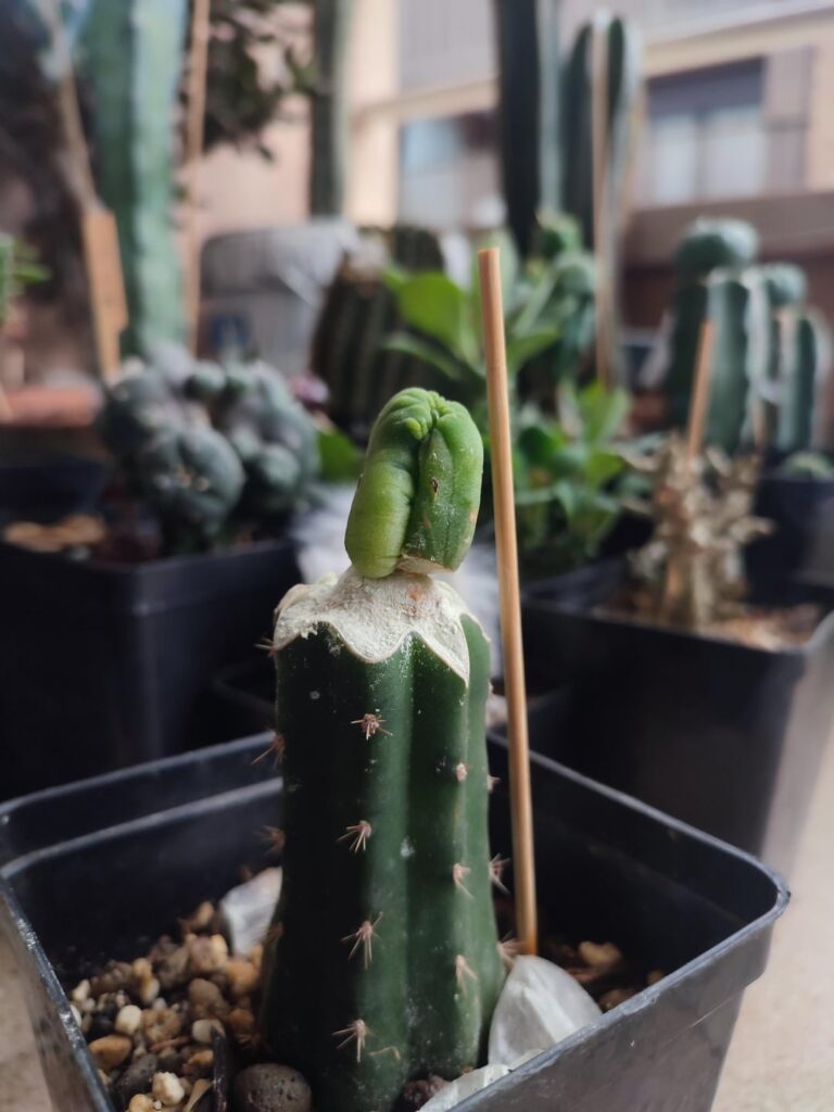Some of my grafts