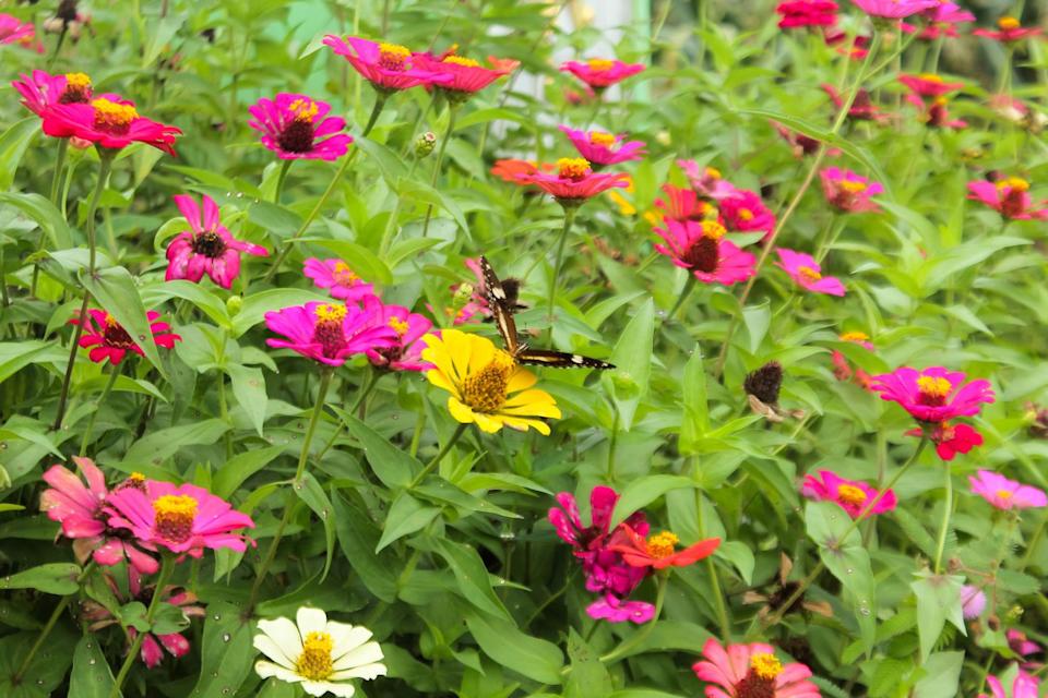butterflies on red flowers common zinnia
