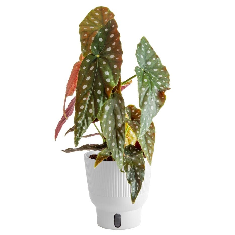 Begonia Maculata House Plant