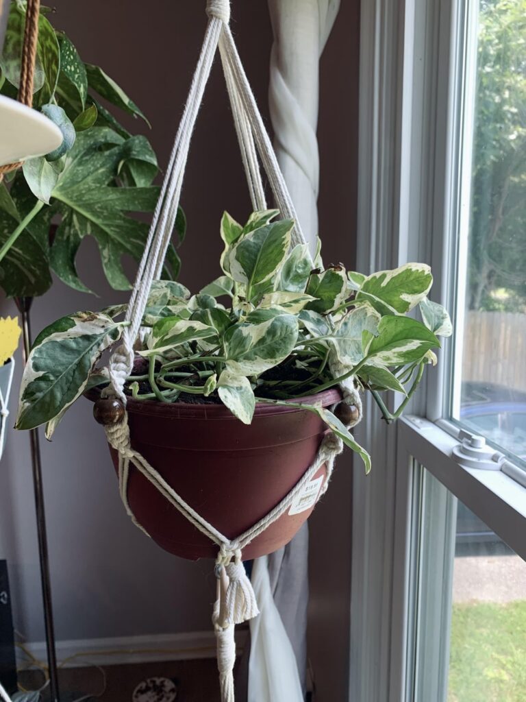 My lovely ladies