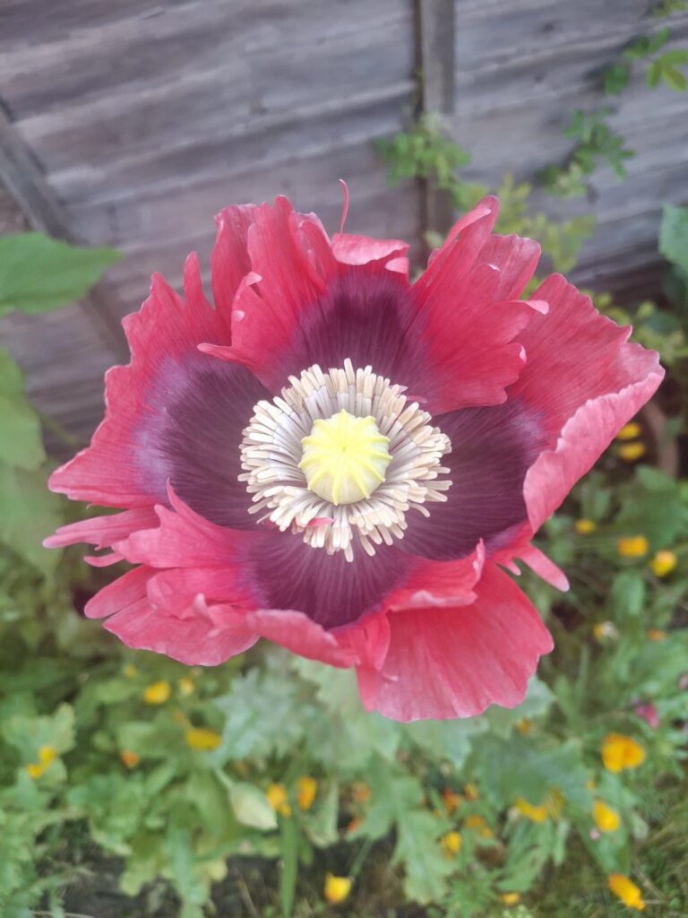 Some of my lovely flowers that have started to bloom. Kent, England.